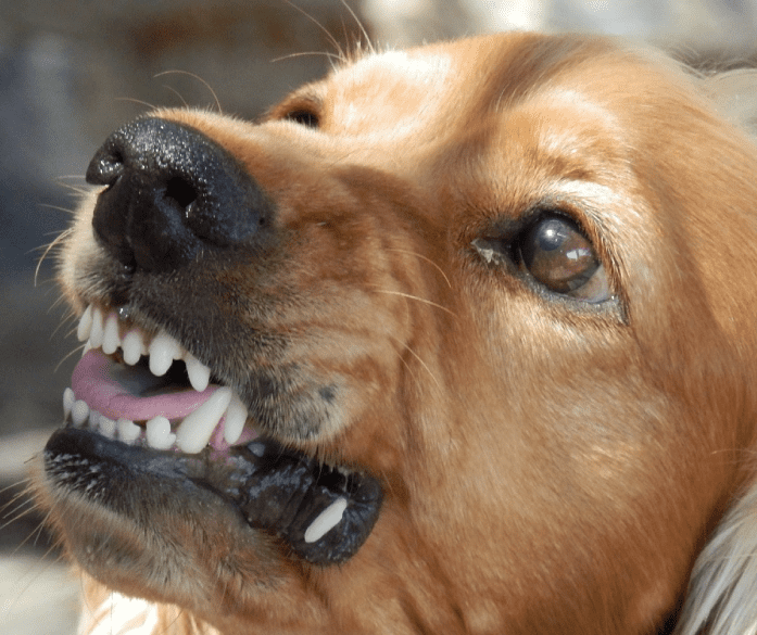 image of dog showing teeth