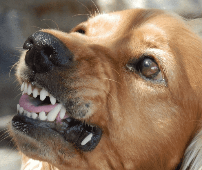 image of dog showing teeth